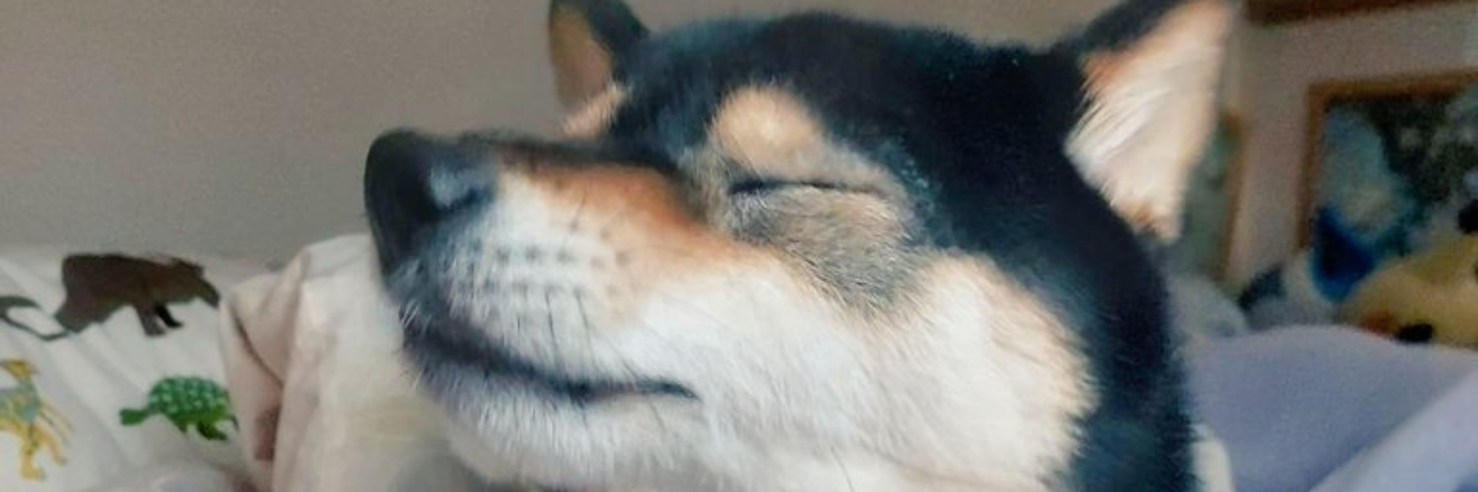 ろきこ