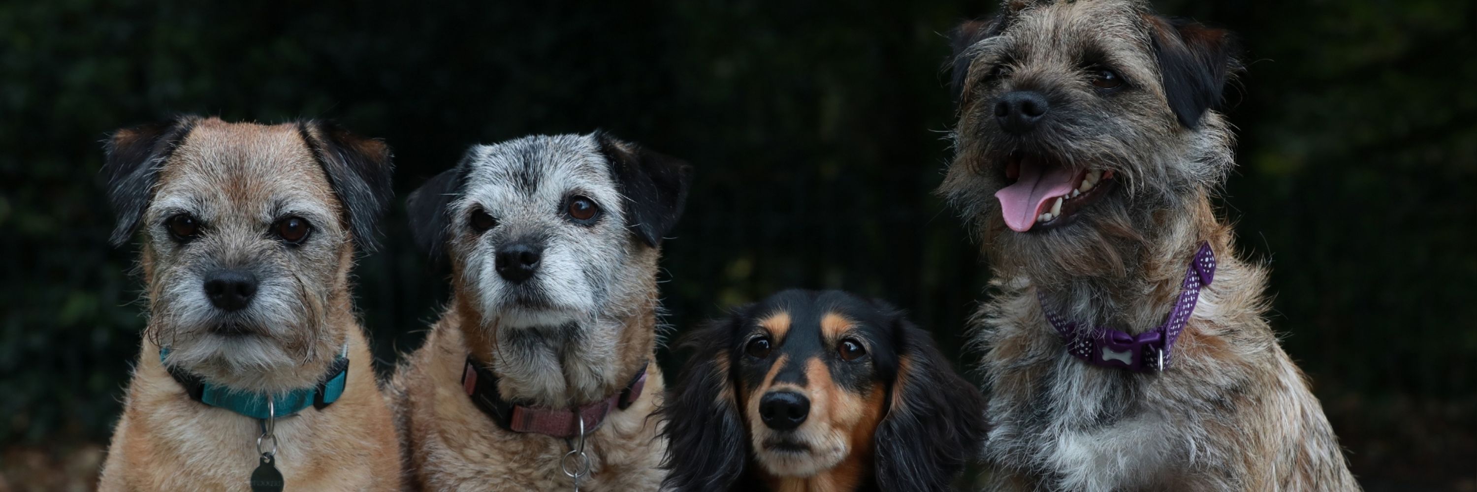 Wicket ft. Bogle,Haggis and Bridie