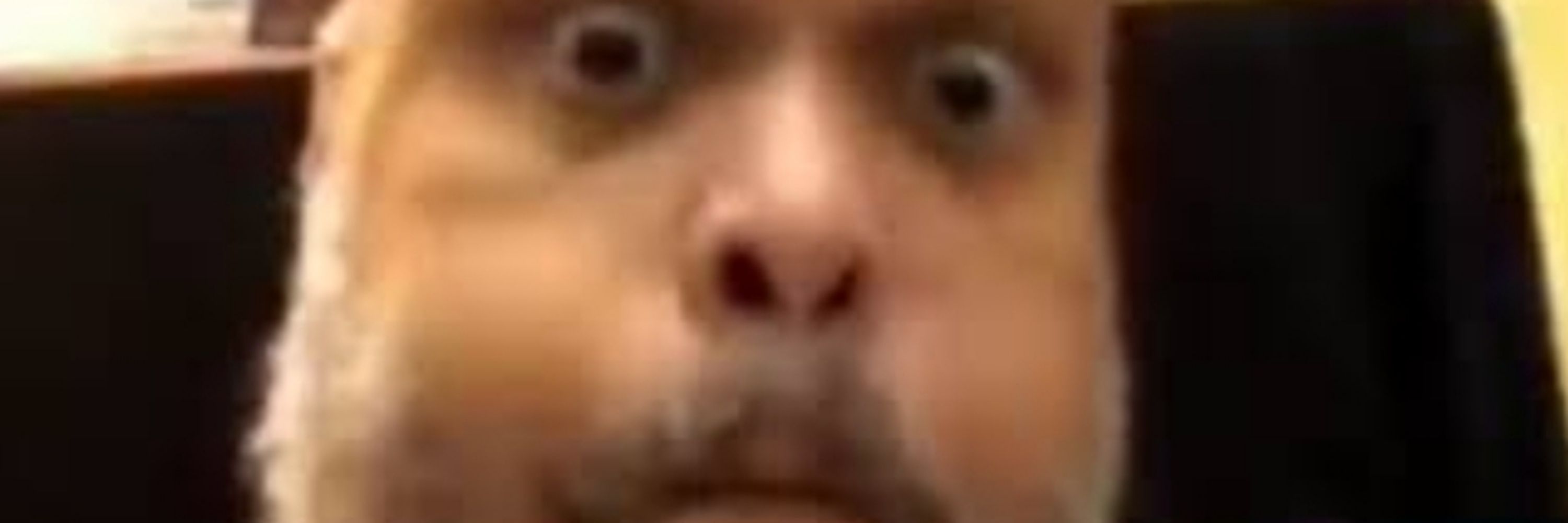 Brunobrunobruno