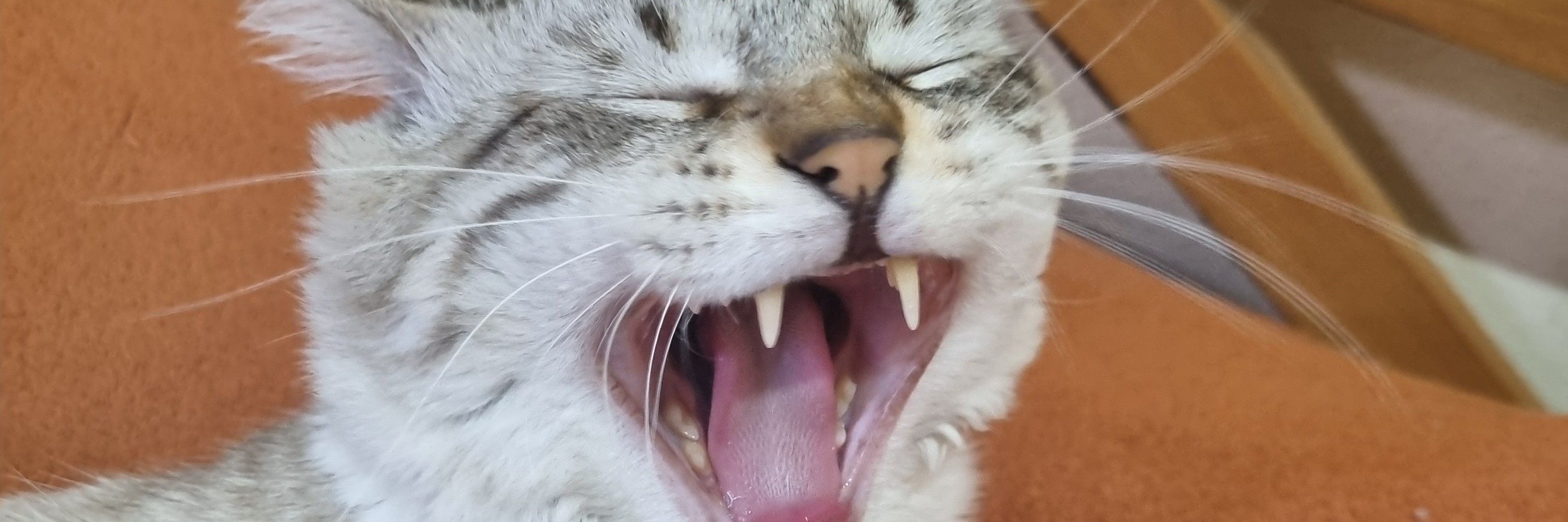 Luiz 