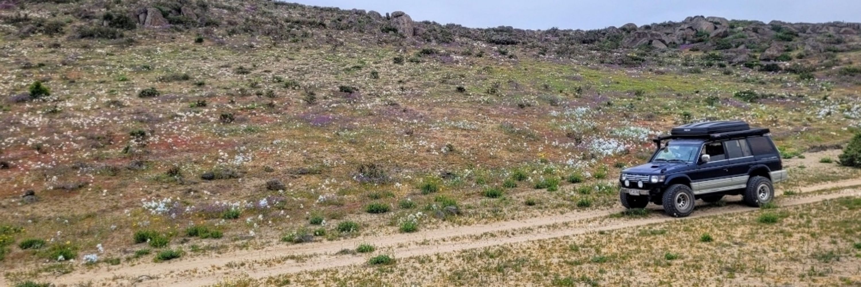 Seba de Atacama