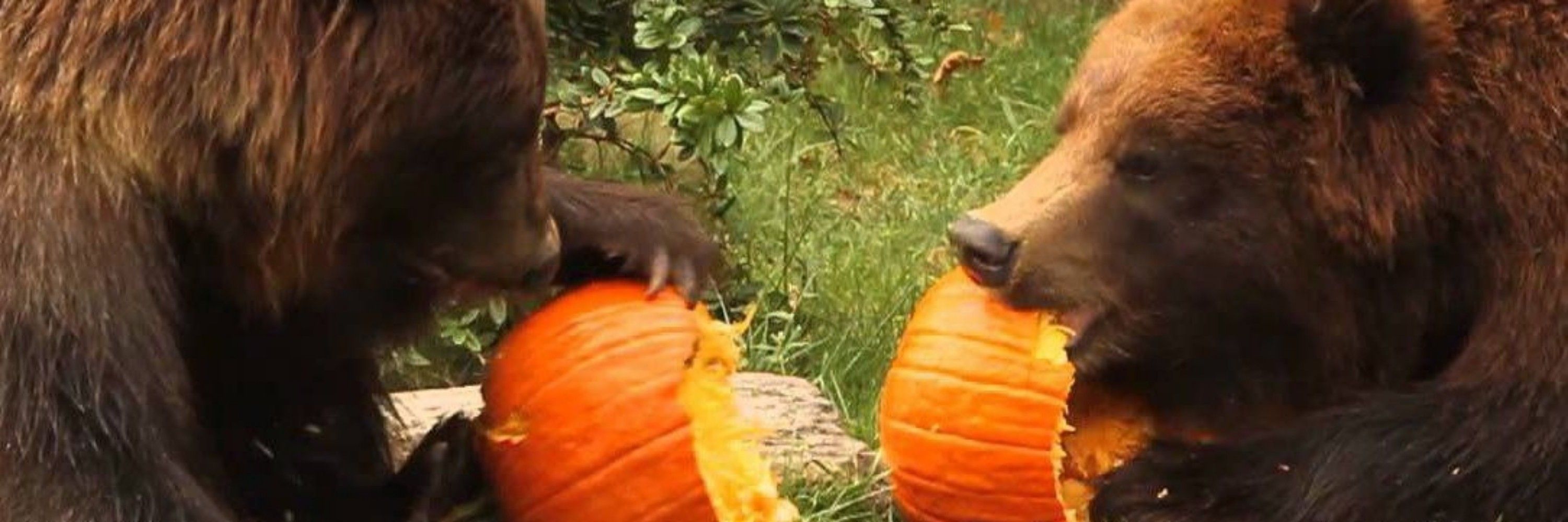 Spooky Bear Season 🐻🎃✨