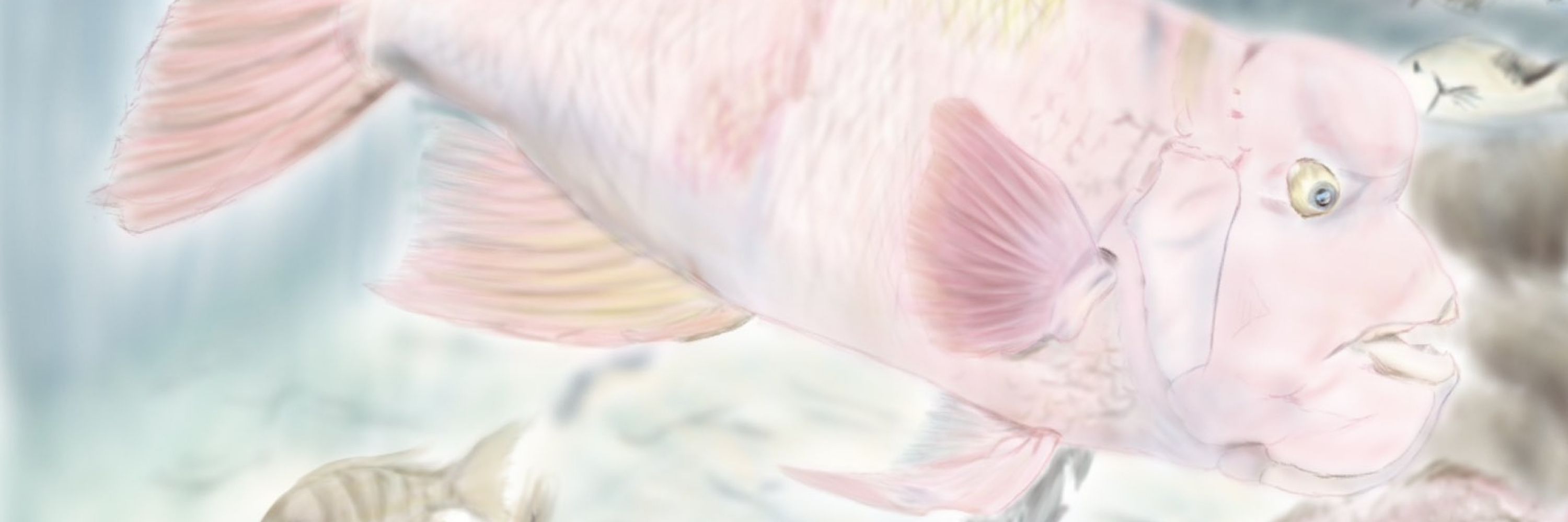 ひねくらゅ