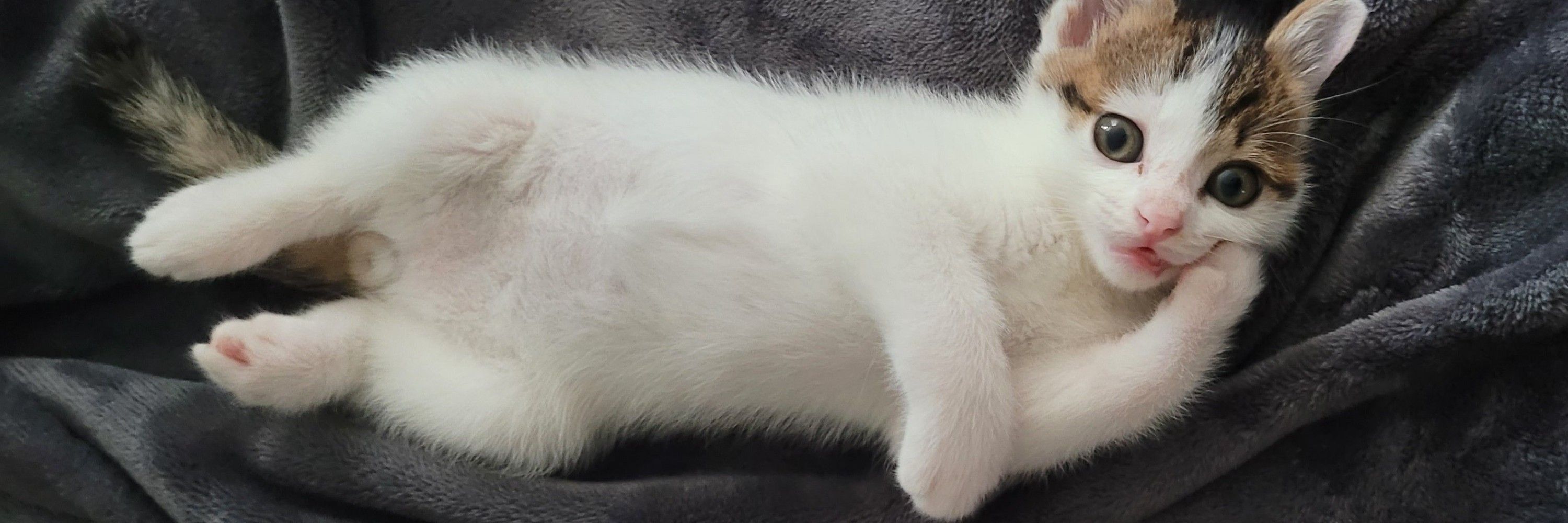 CatFoot