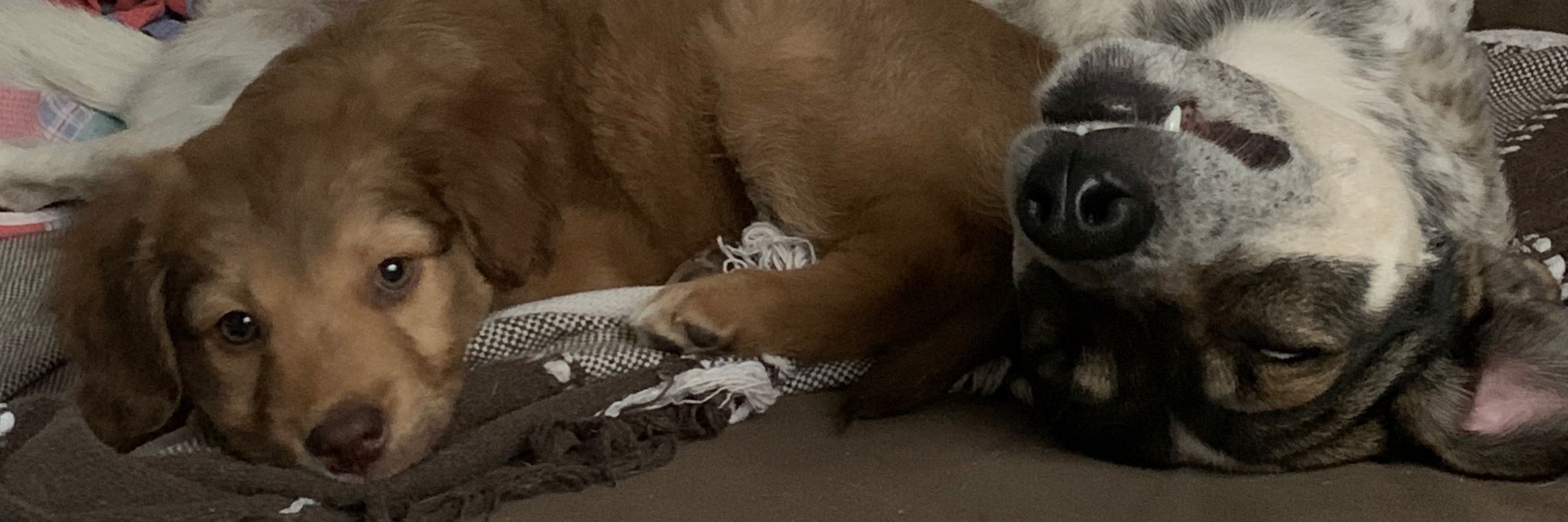 bea