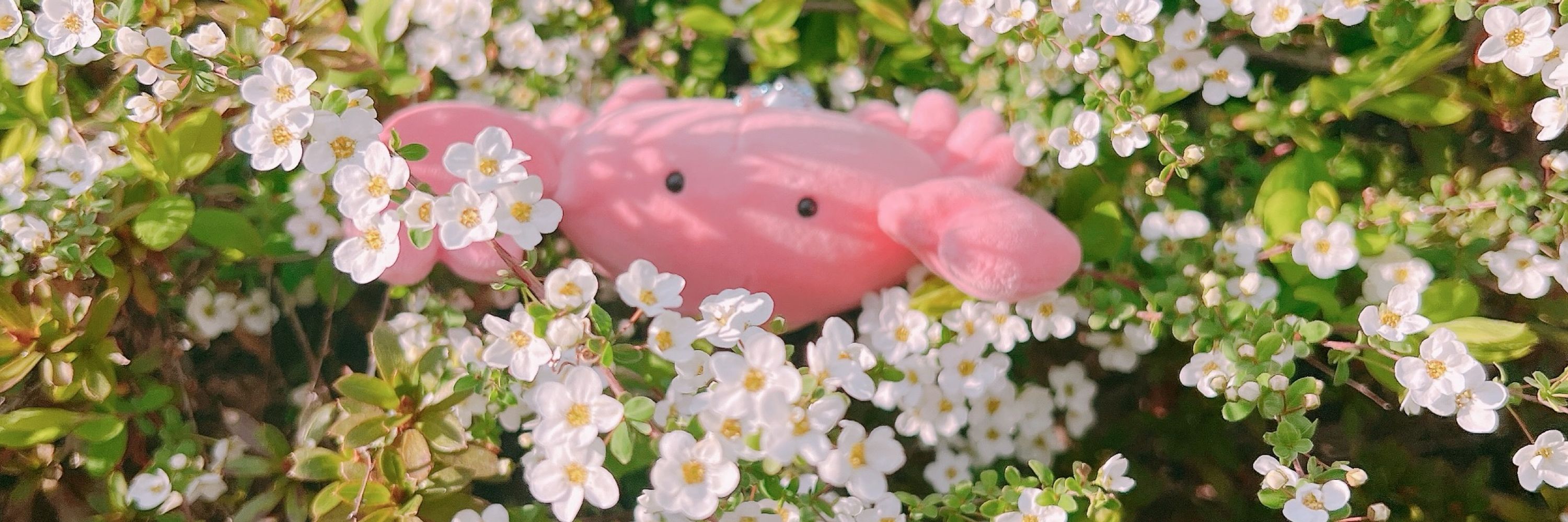 かのう