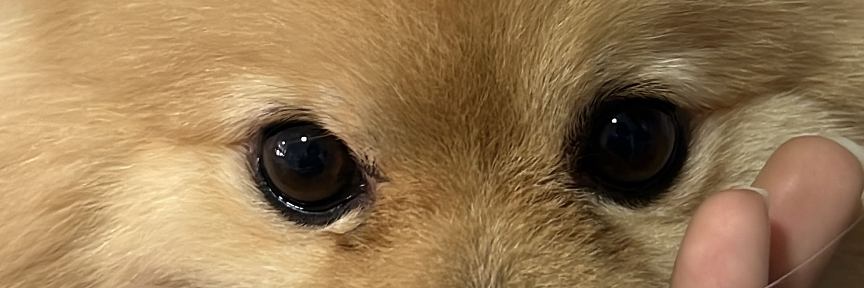 lyu