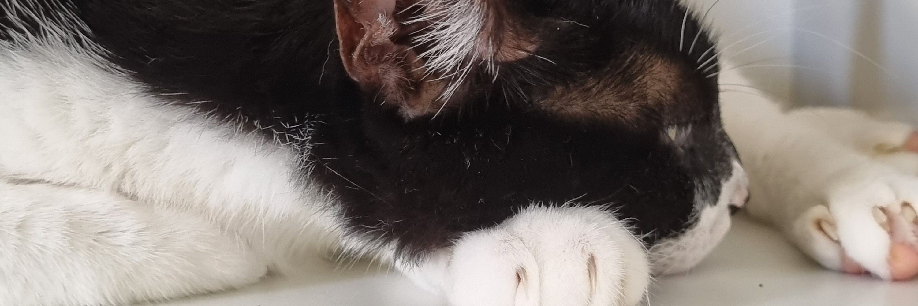 Eduardo