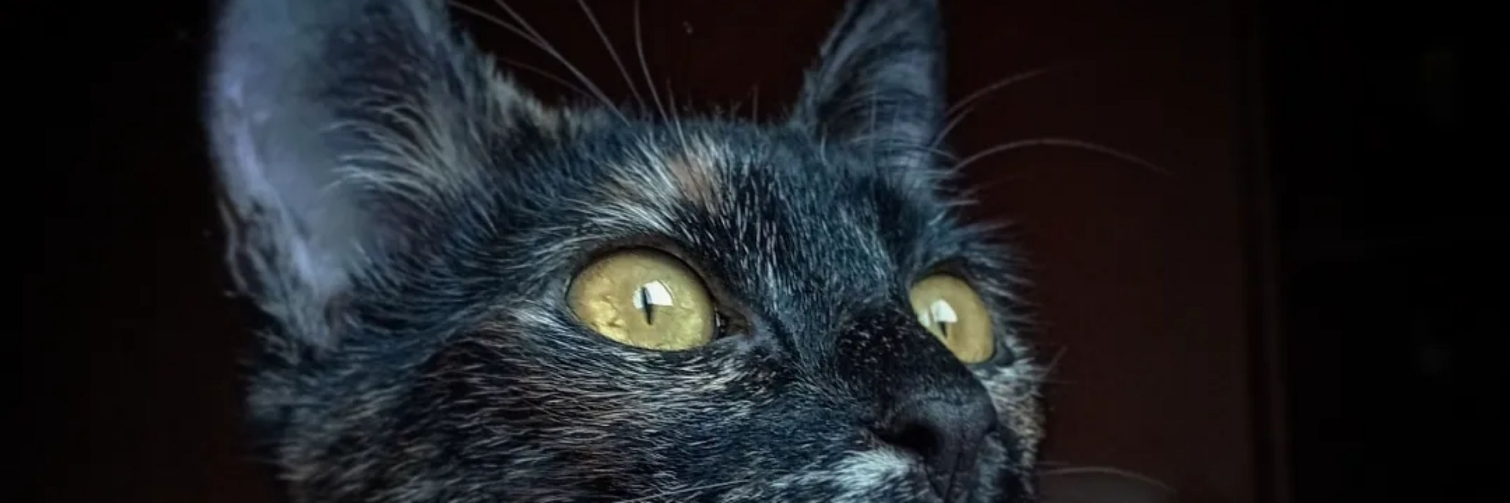 Letícia Colin 🐈‍⬛