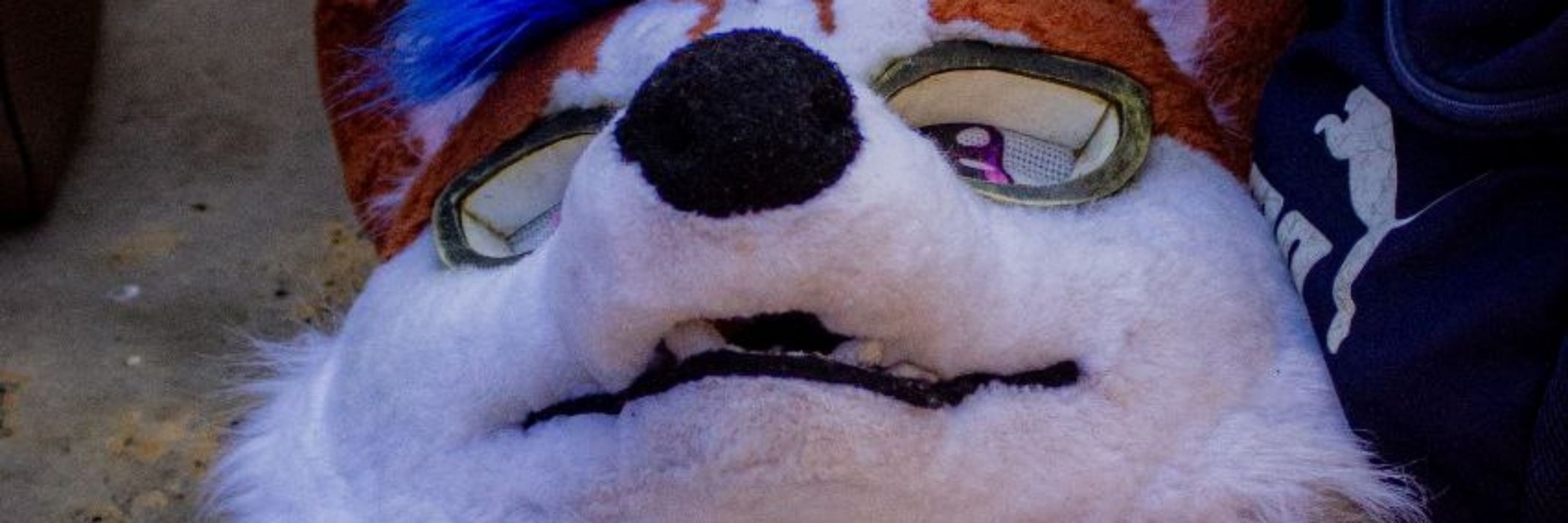 Alex husky