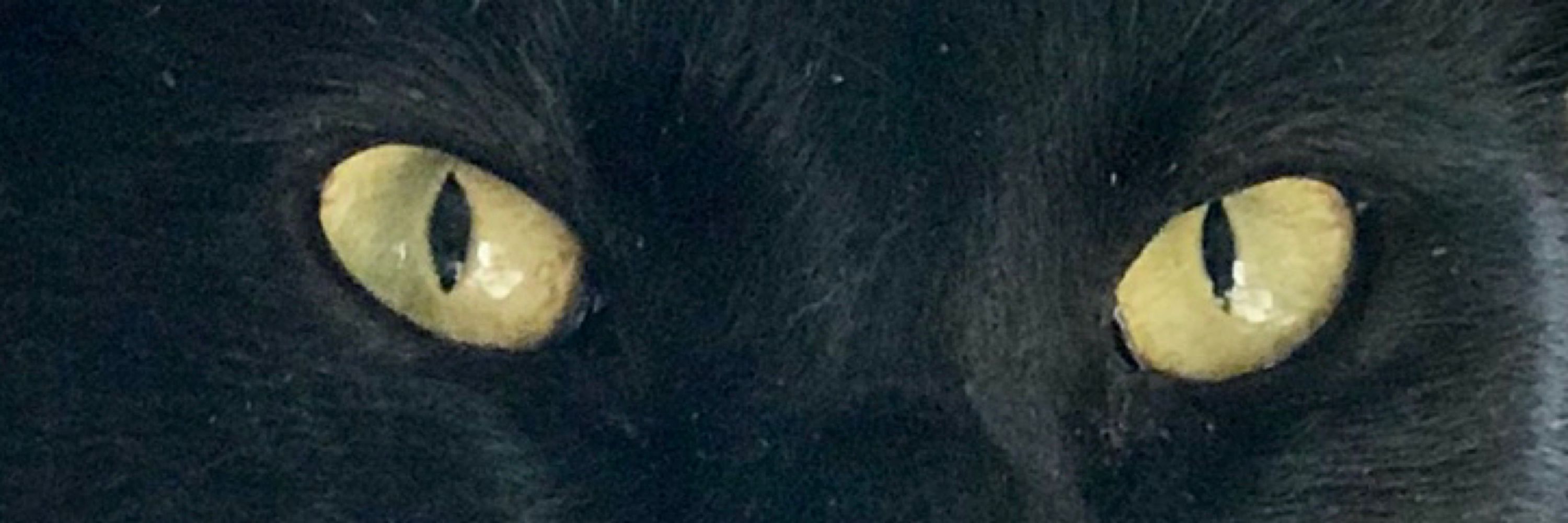 Dark Cat