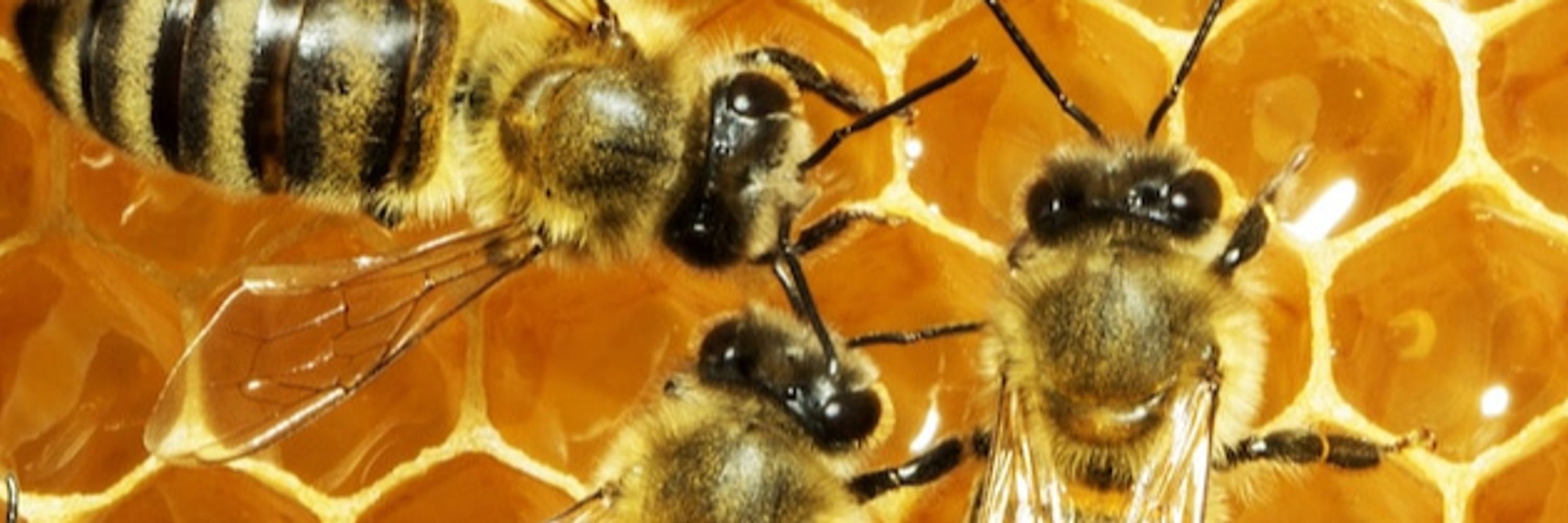 2,000,000 Angry Bees