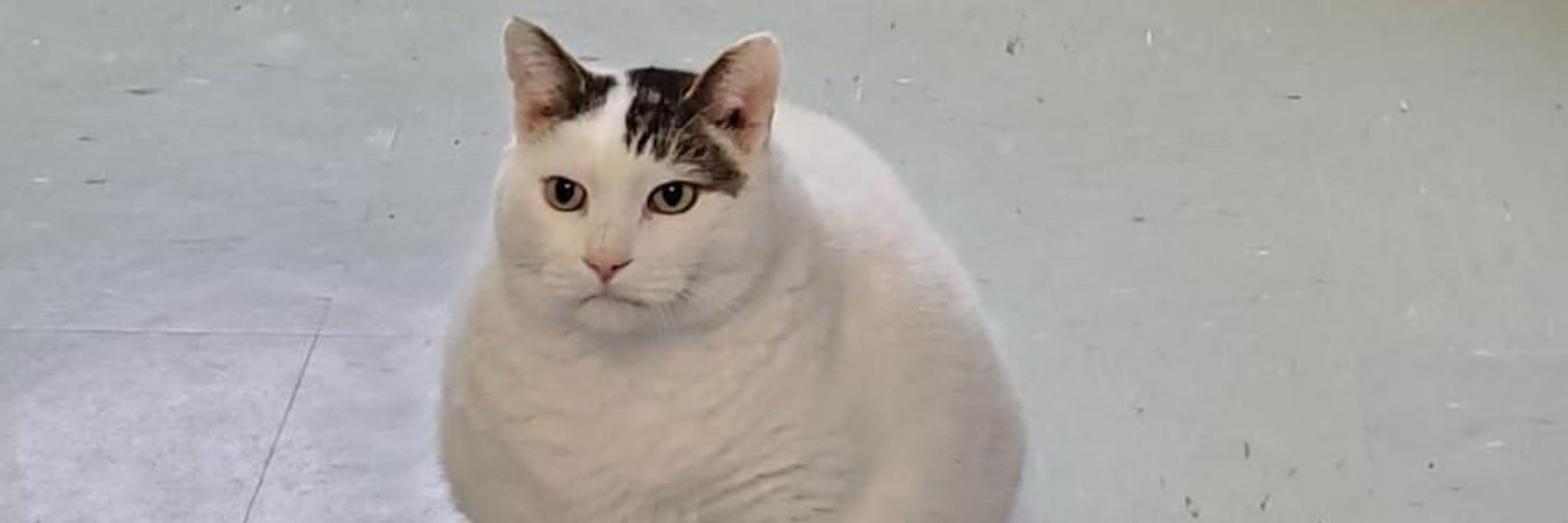 Montreal Animal Rescue Network | a no kill 🐈 shelter