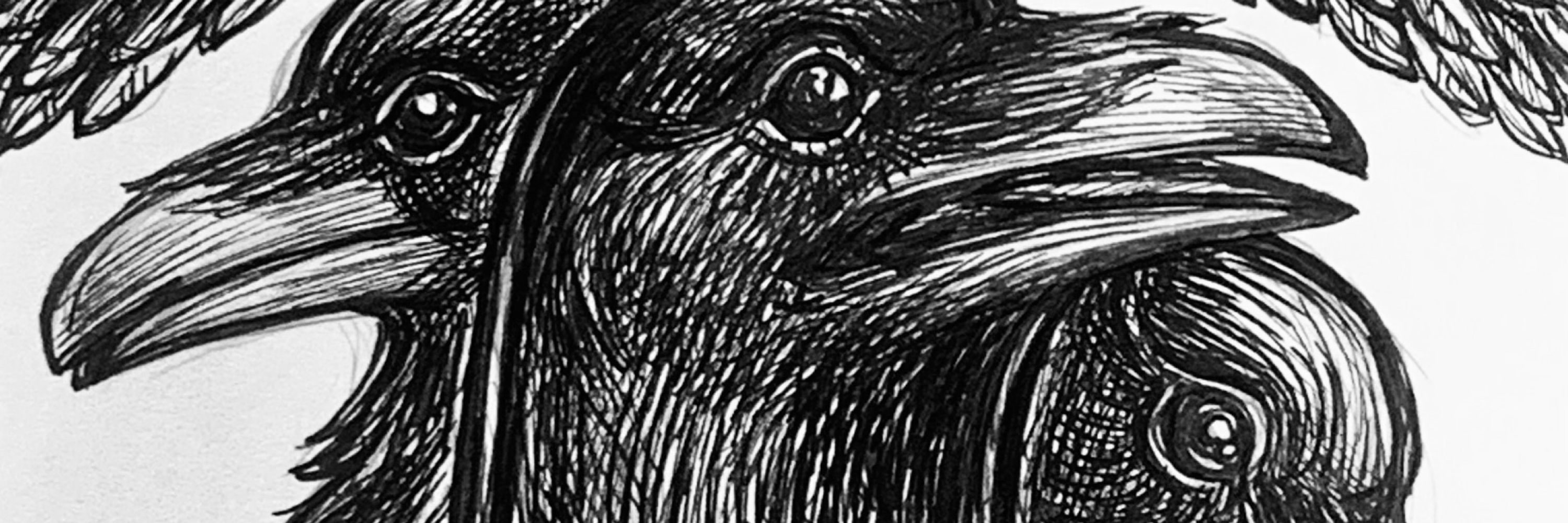 fox crows