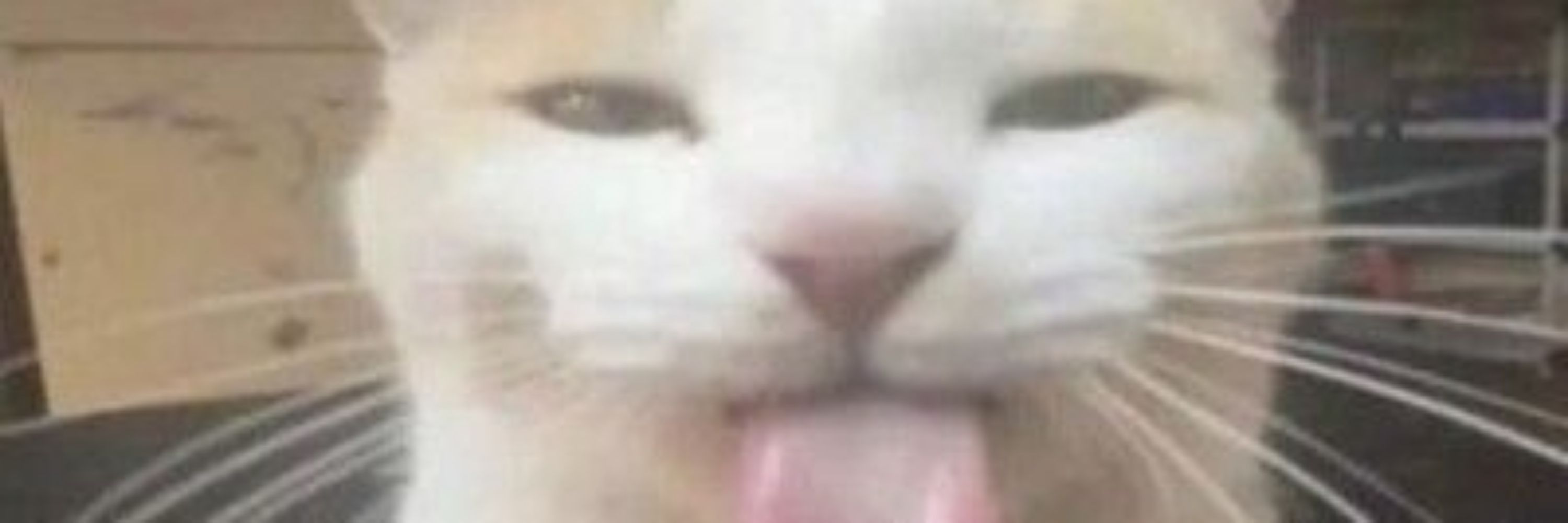 Mousettrapp