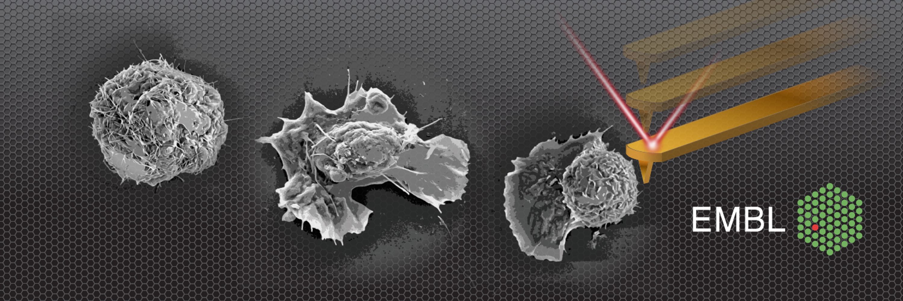 Diz-Muñoz Lab