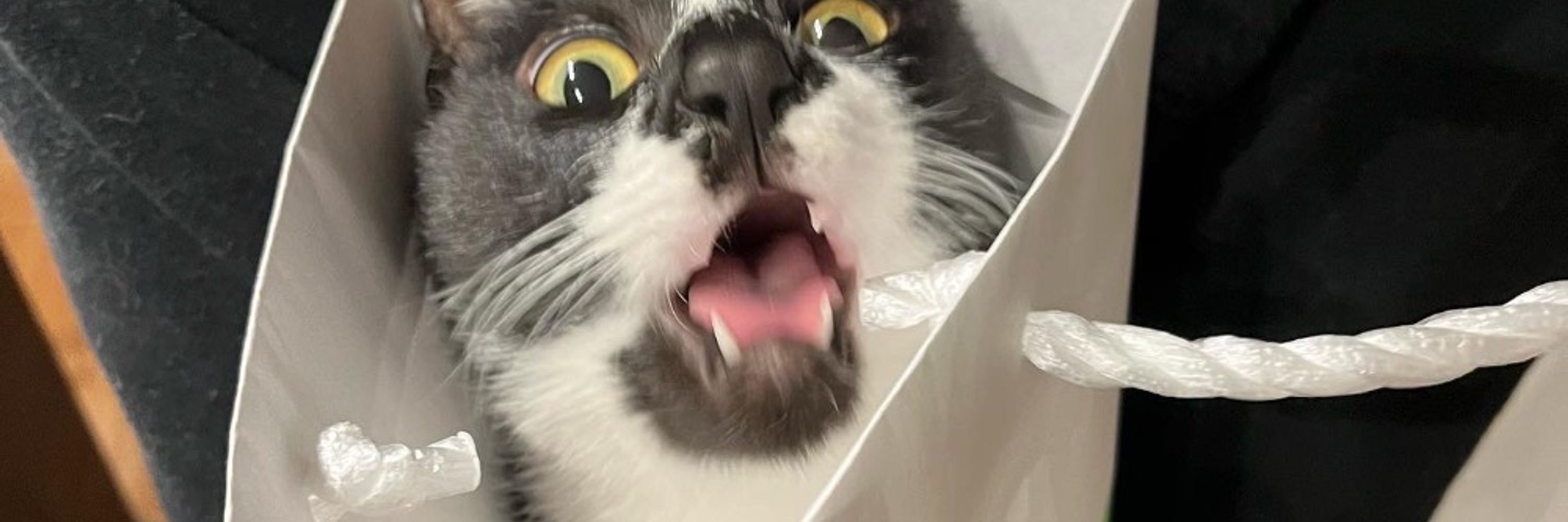 あやはむ