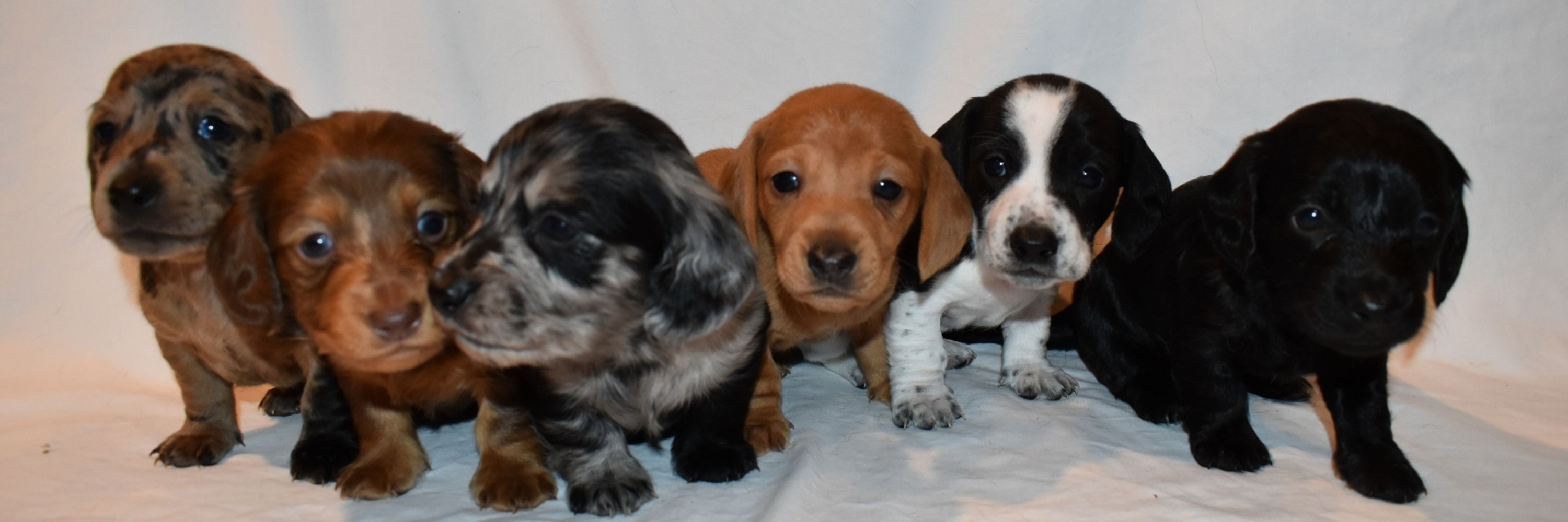 Amanda's Loveable Doxies
