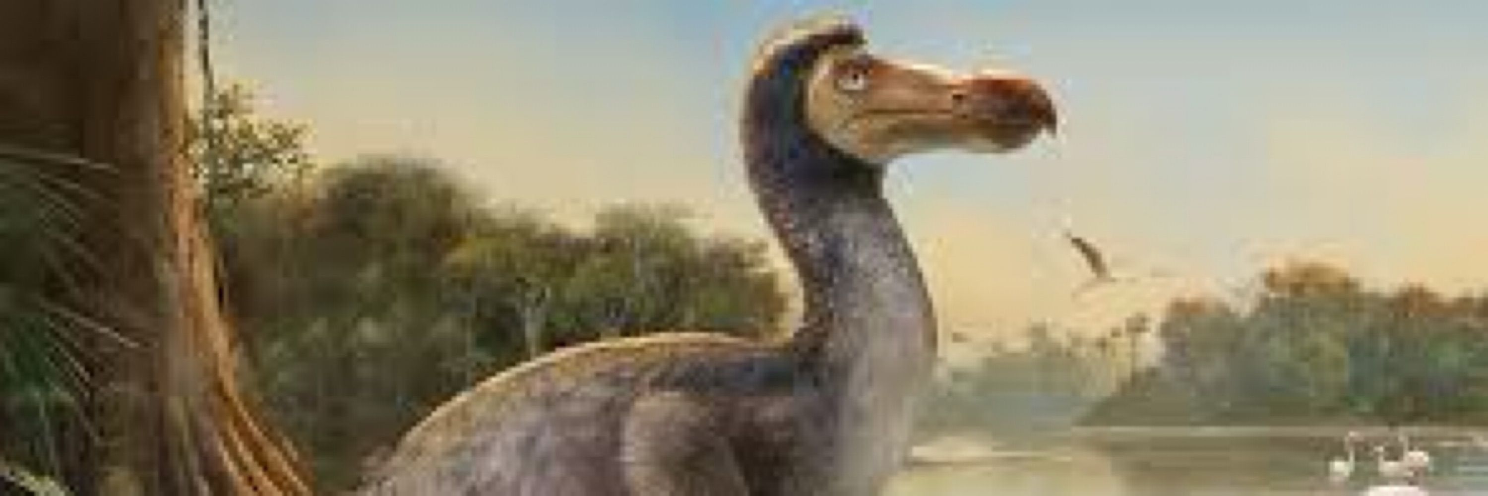 Johnathon Q. Dodo