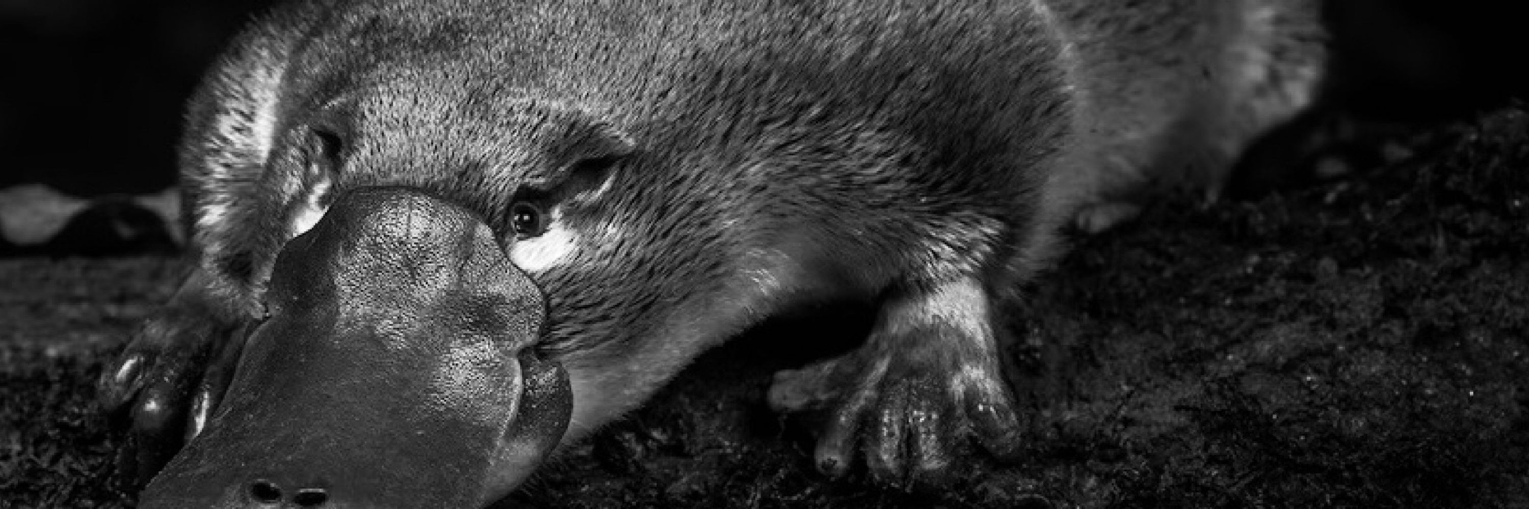 Pomme-Cannelle le grand méchant lapin