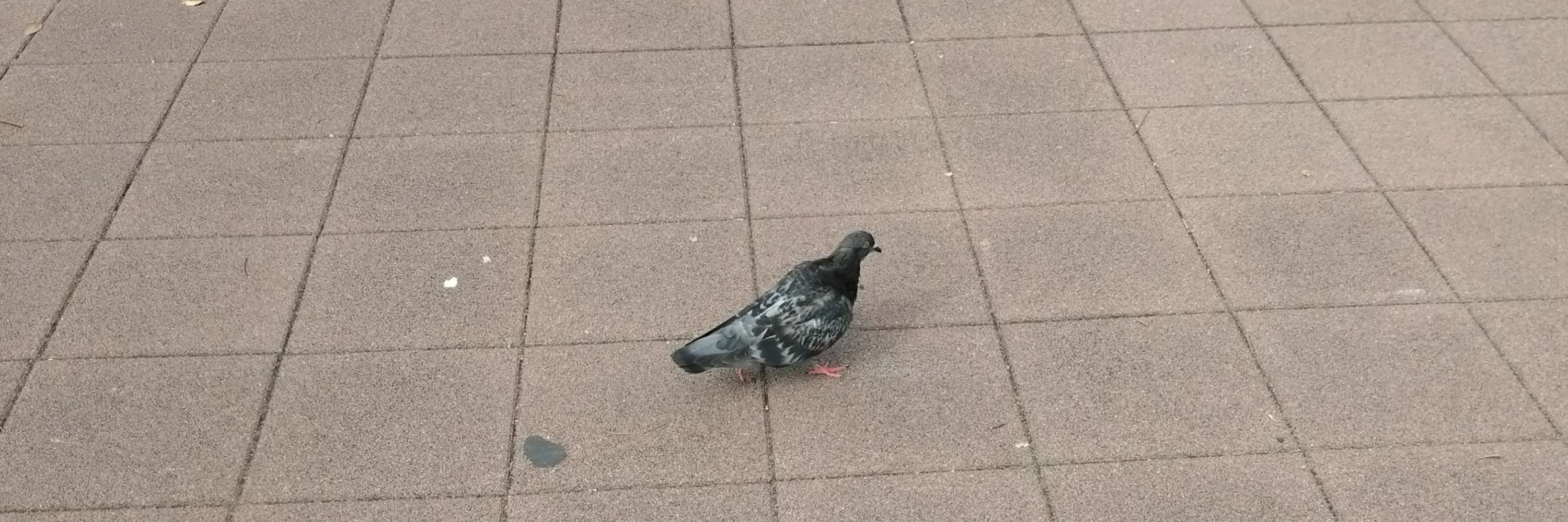 🦆🍲