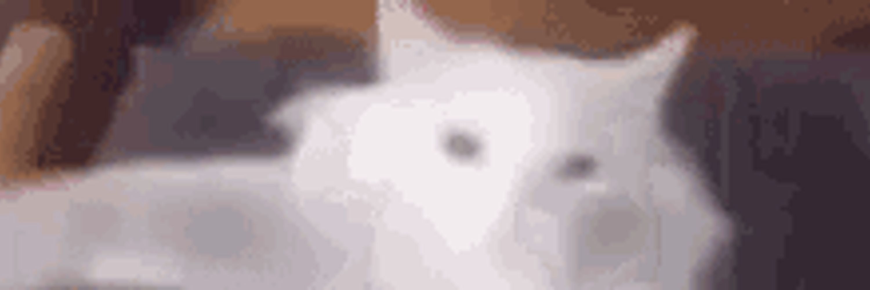 parpnip