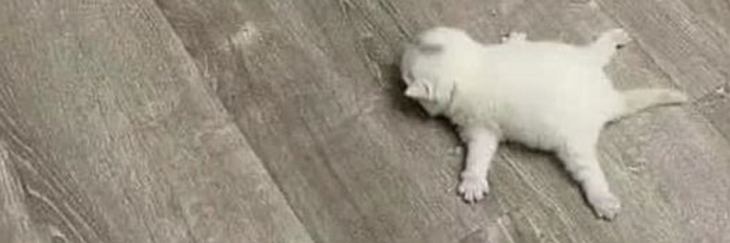 Catnip