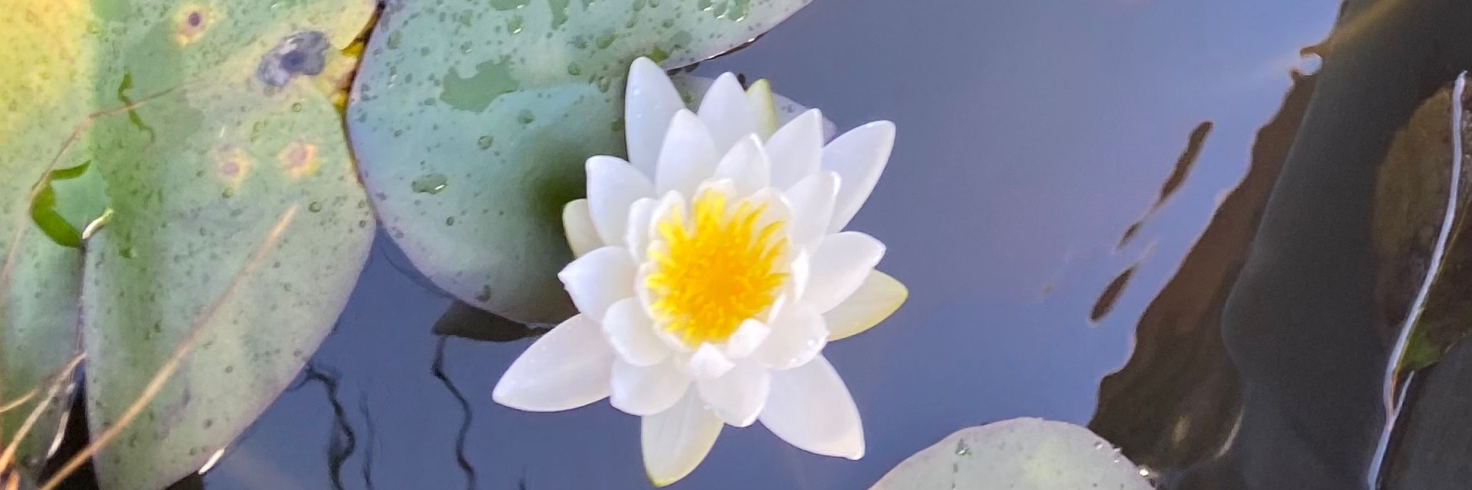 Pond Poetess