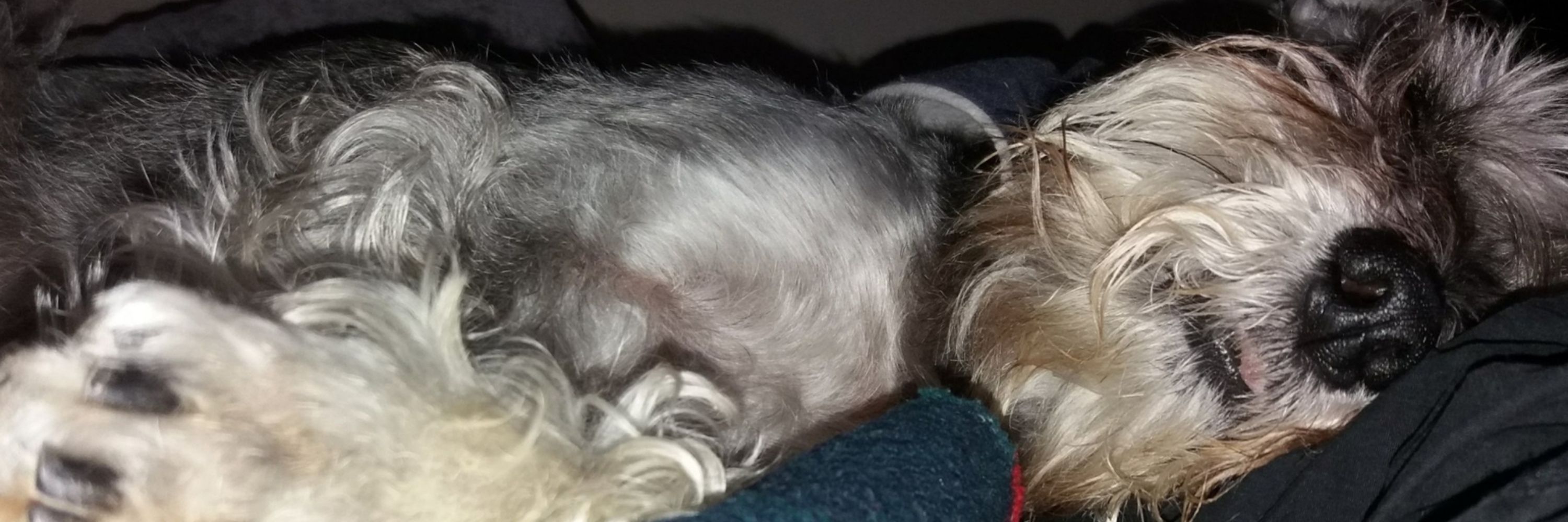 Siggy Schnauzer