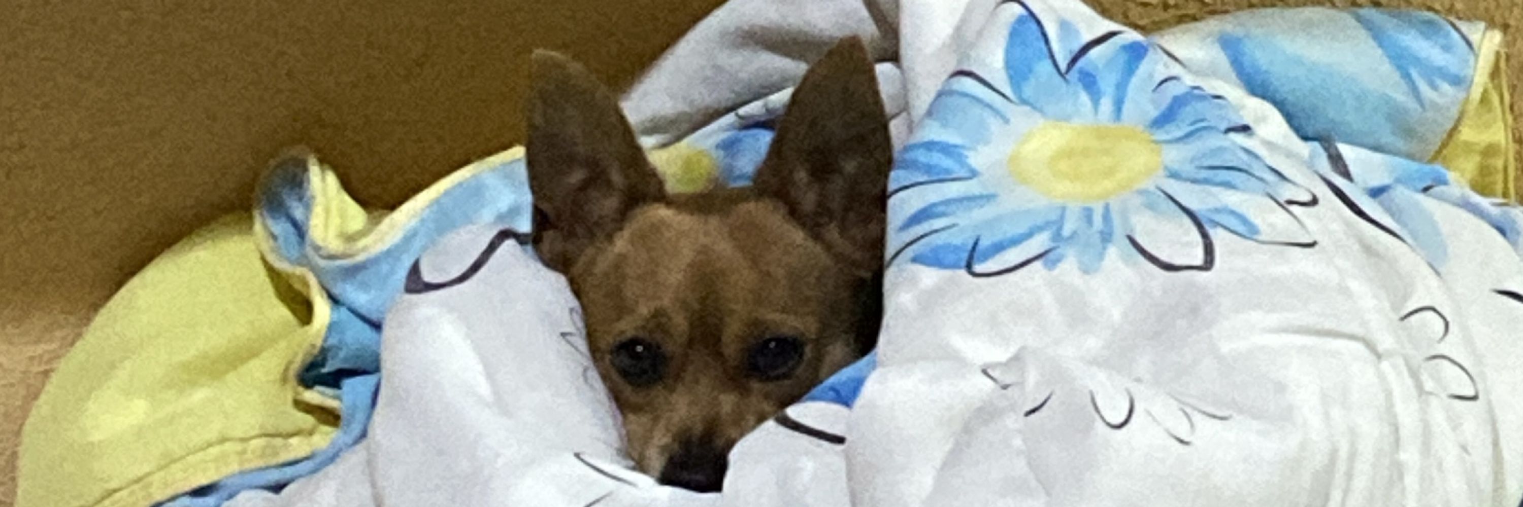 brenda com b de burra