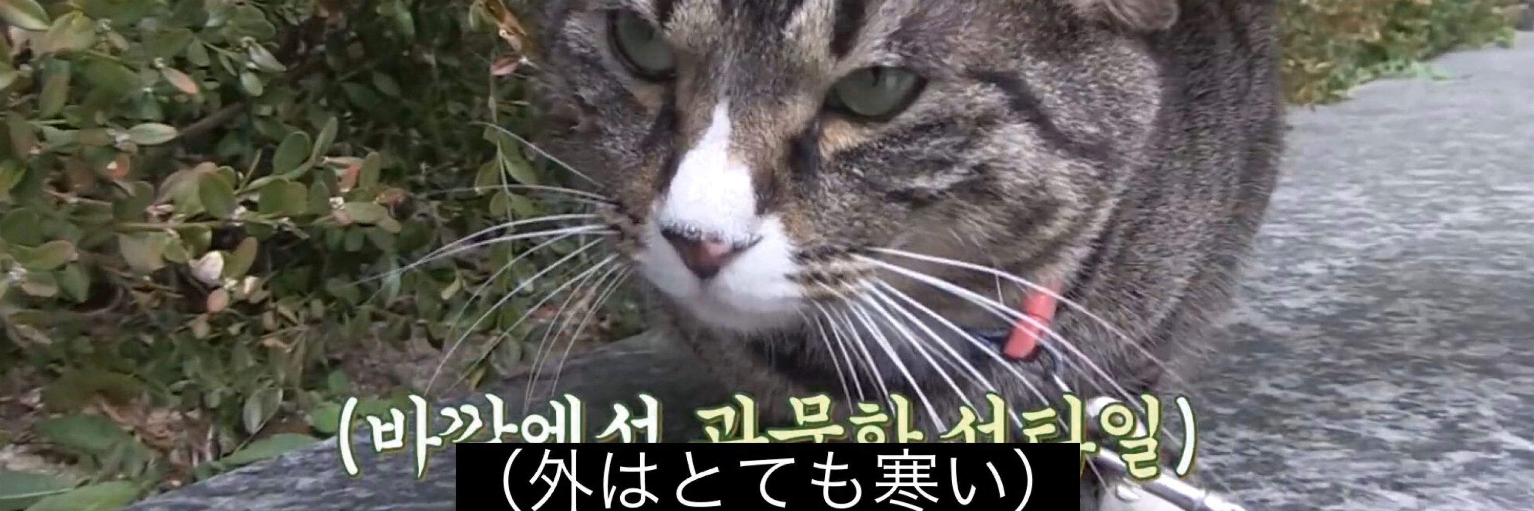 こざとチャン‼️