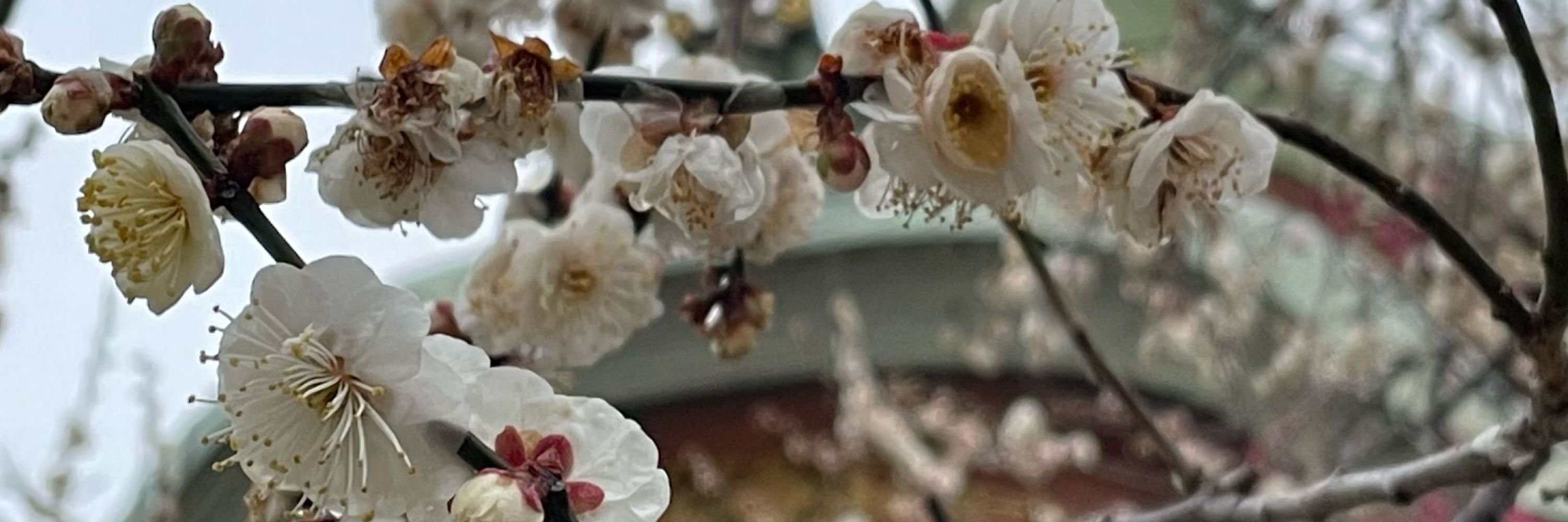 「シ キ ブ」SHIKIBU📚🌸