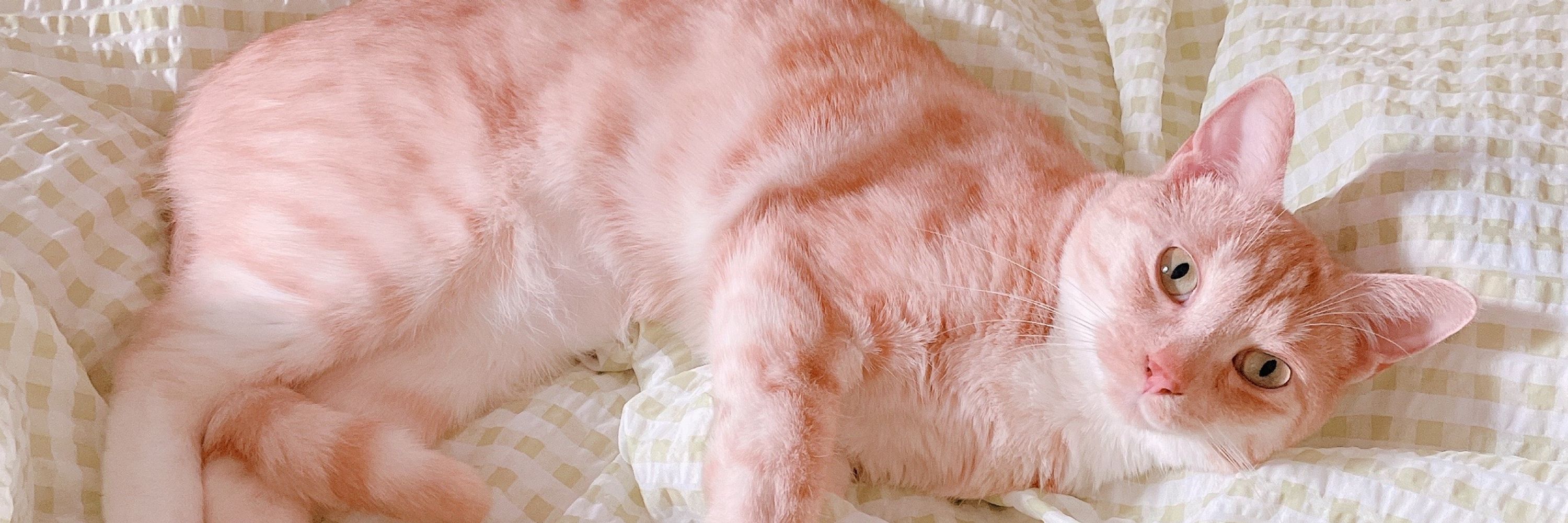 ✨가부리✨