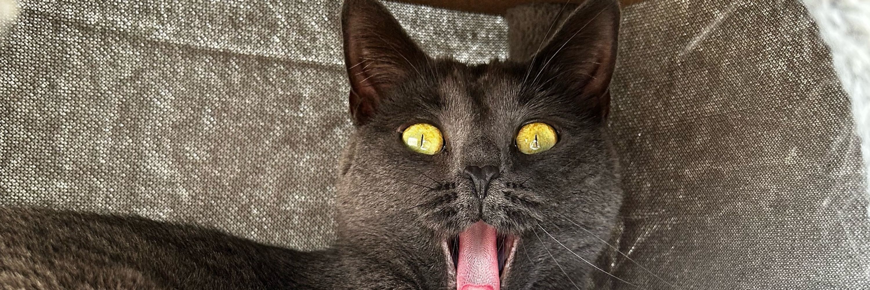 SojaCat