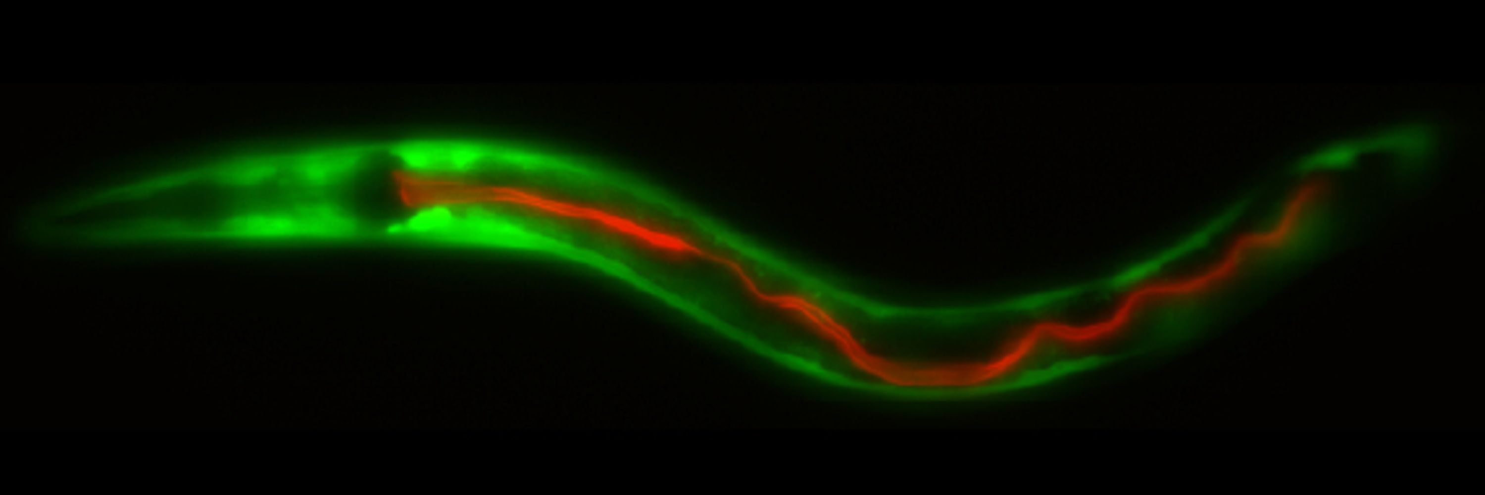 Grosshans Lab