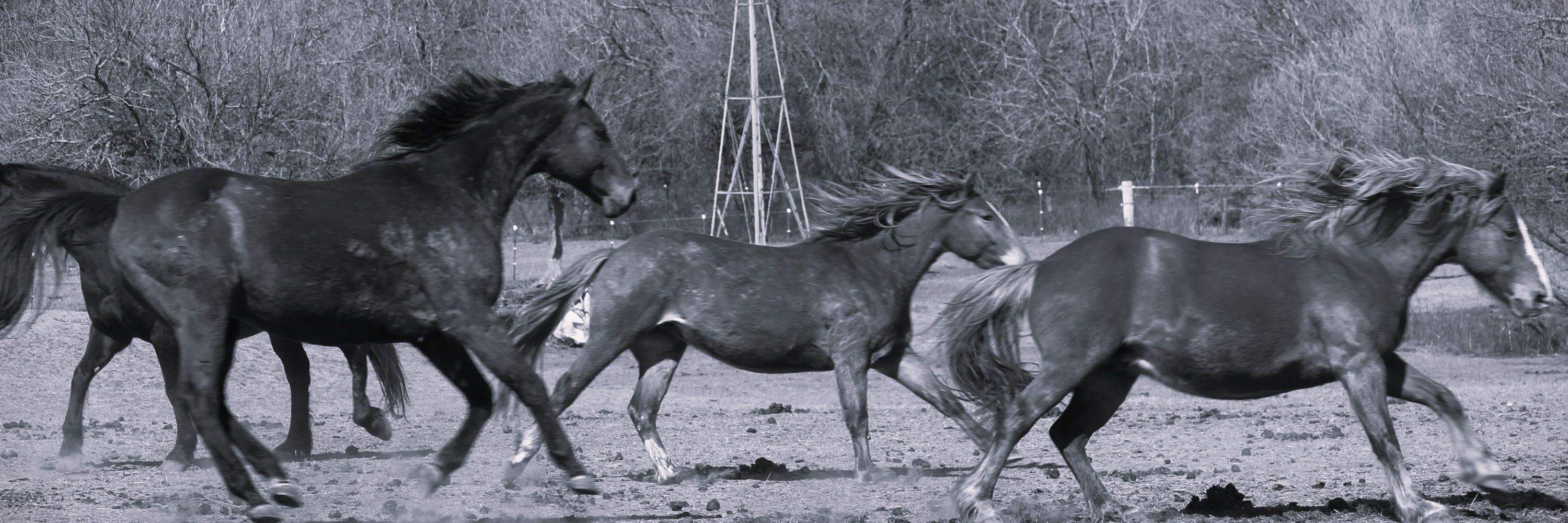 Hope In The Valley Equine Rescue