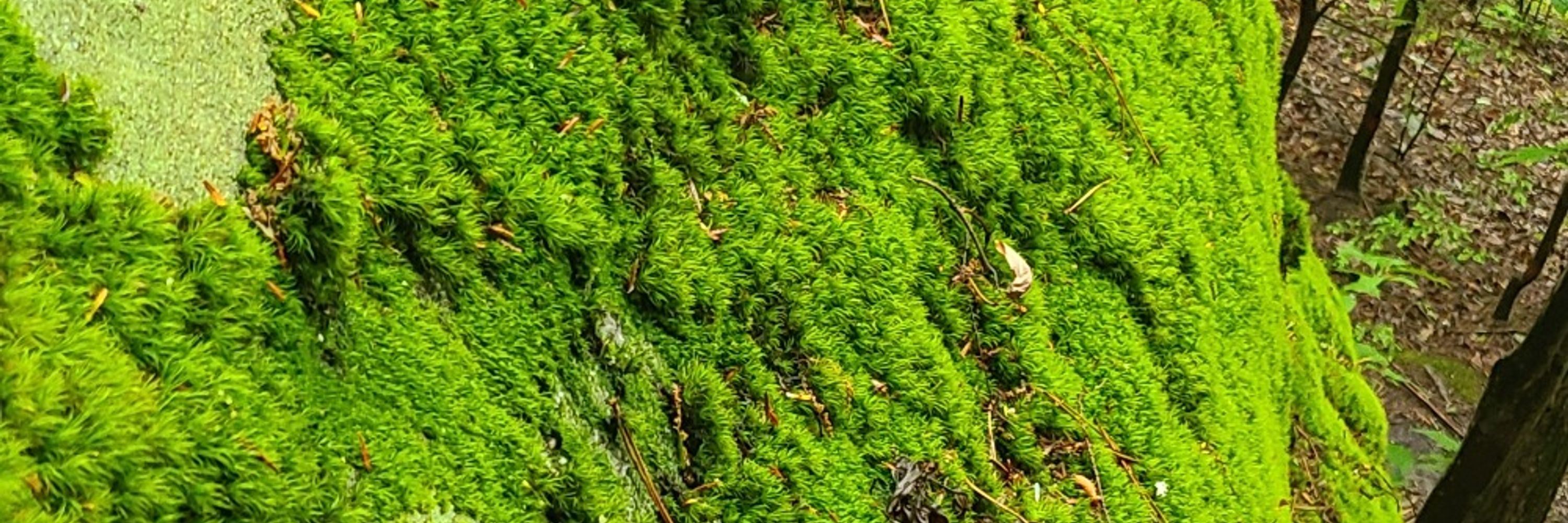 Moss Cat ➡️🛏️