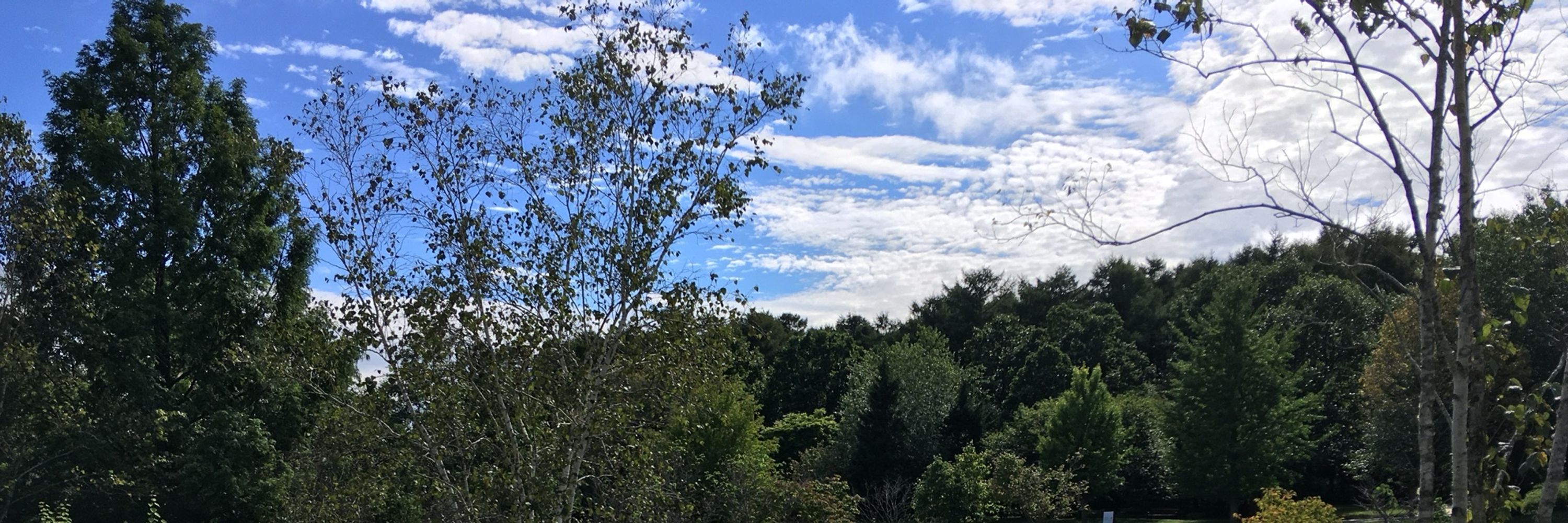 🍃