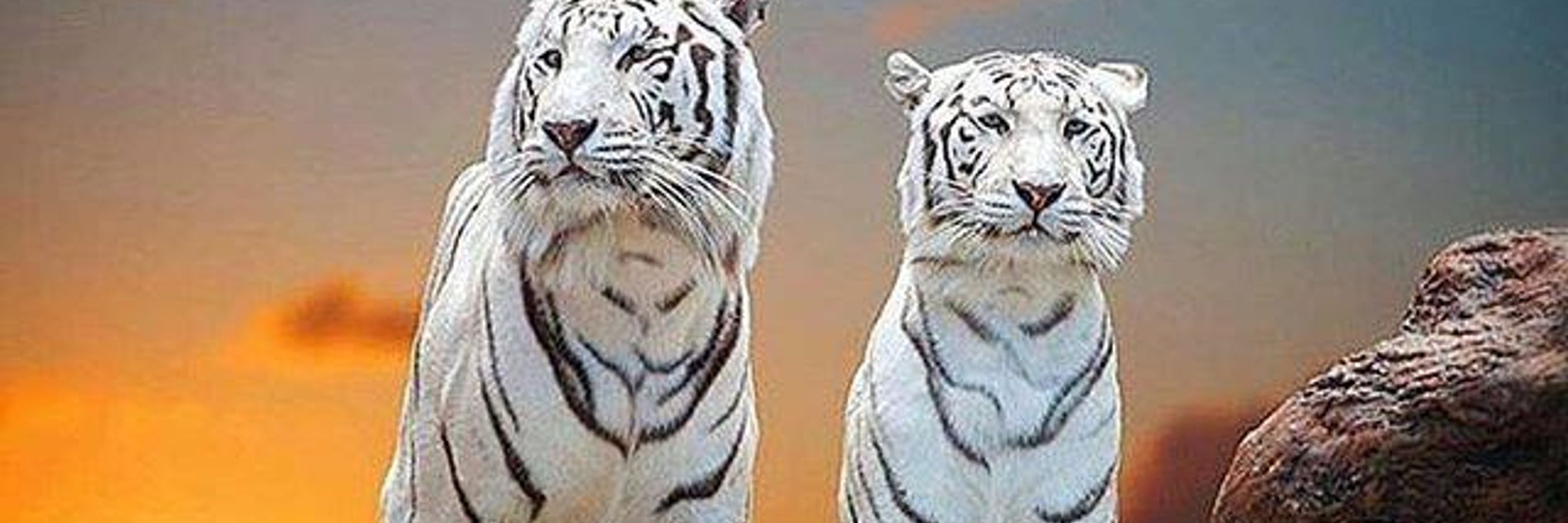 NancyLee "tigs" Sanfilippo