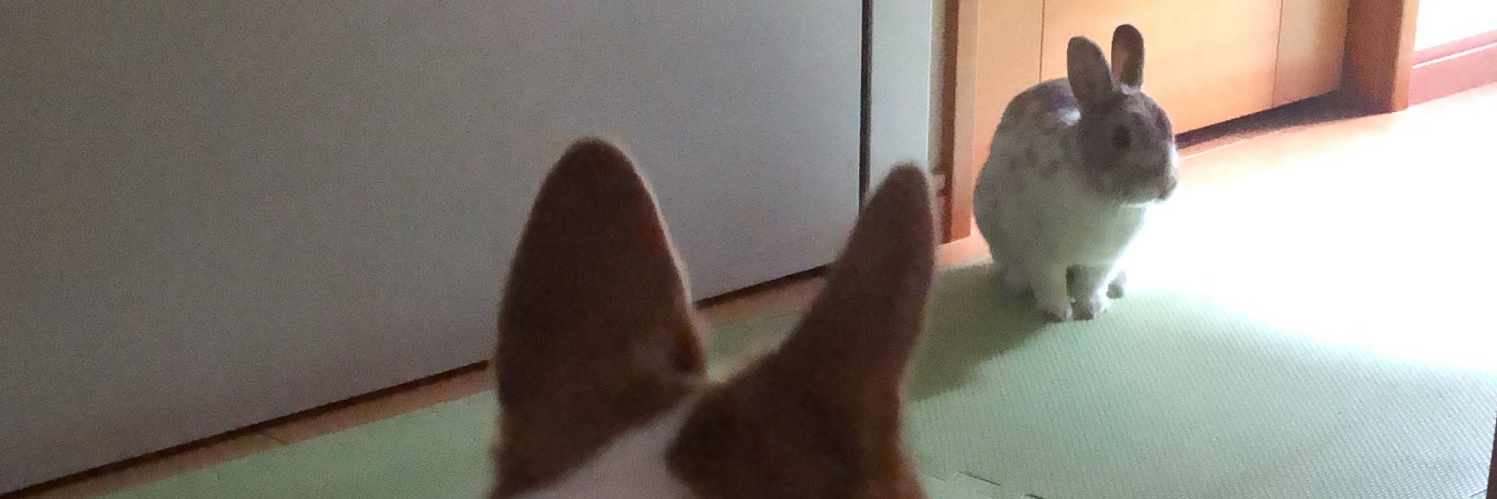 琴深