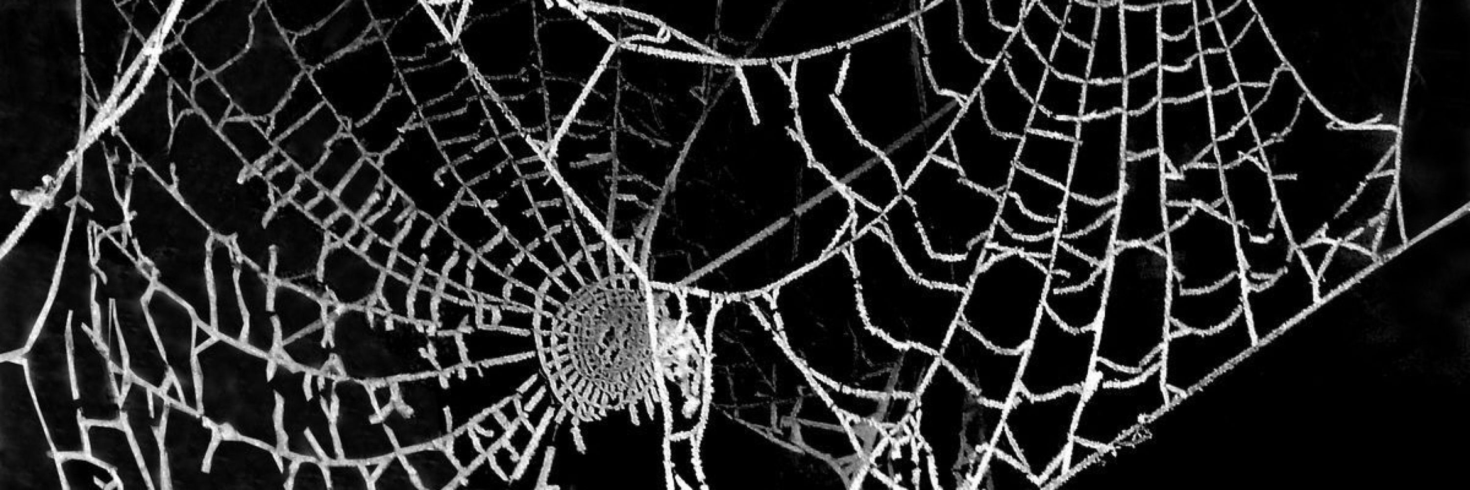Eli 🕸️