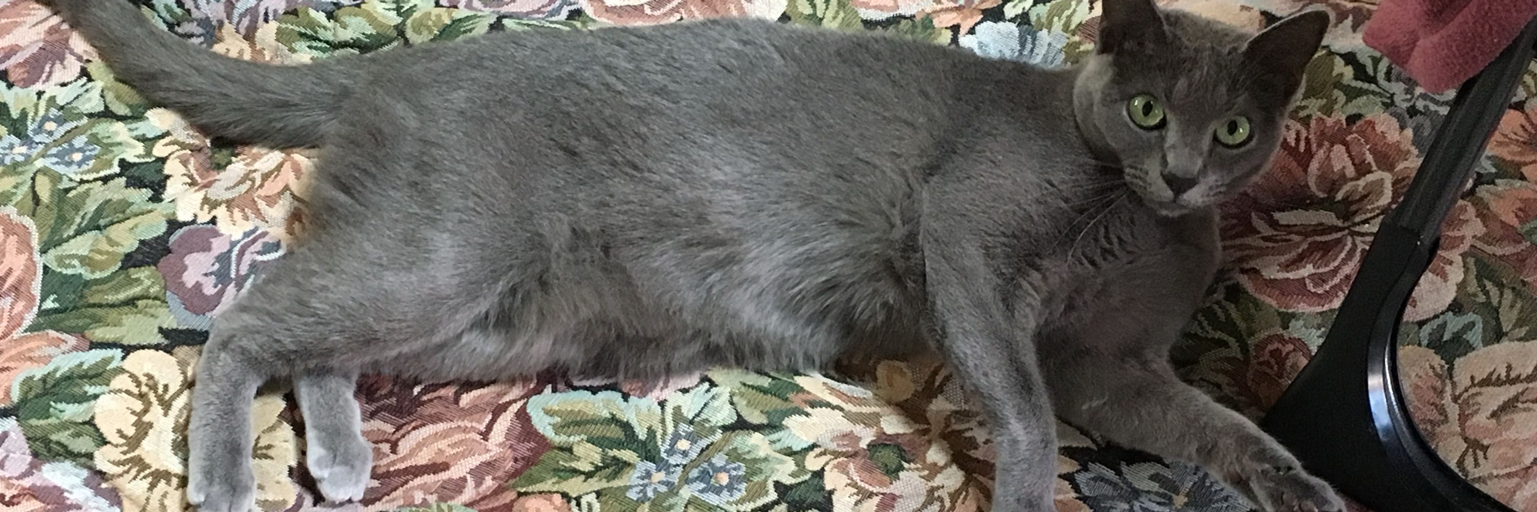 テツ