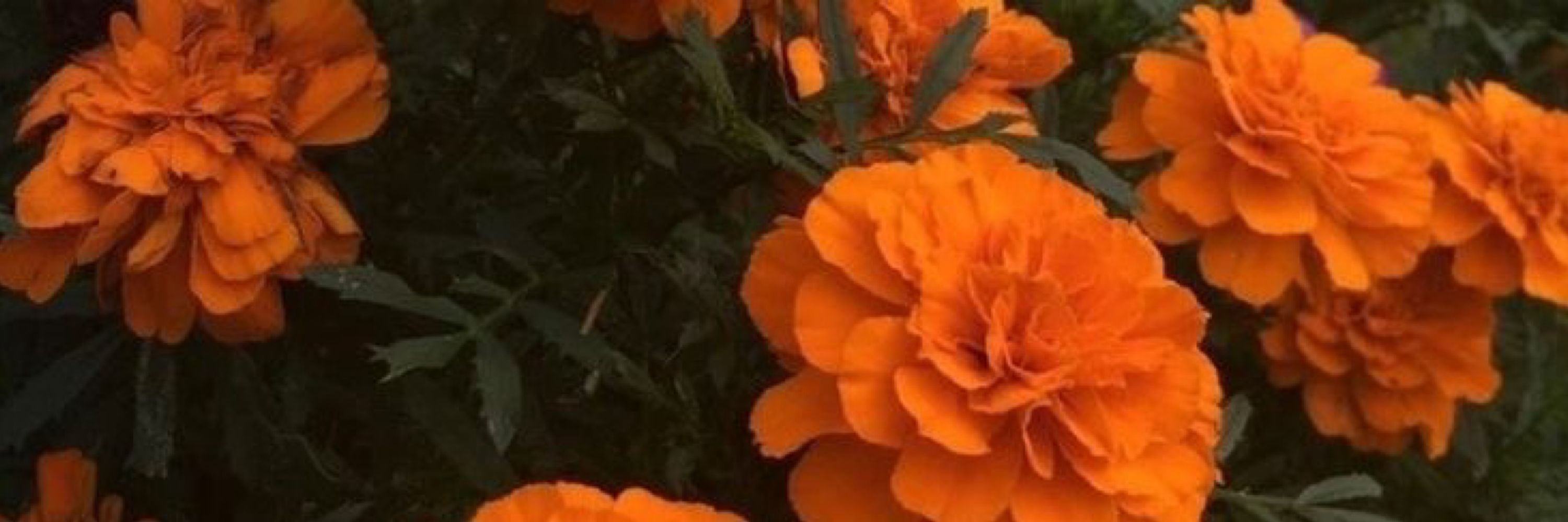 deb
