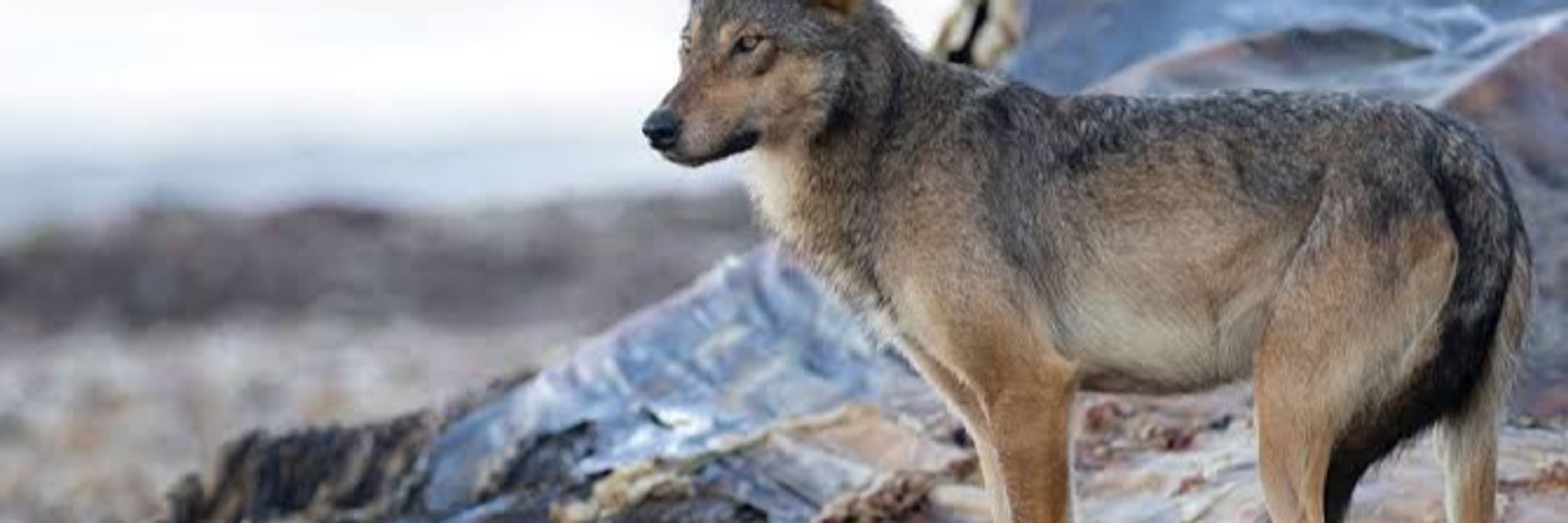 wolf (it/they)ΘΔ
