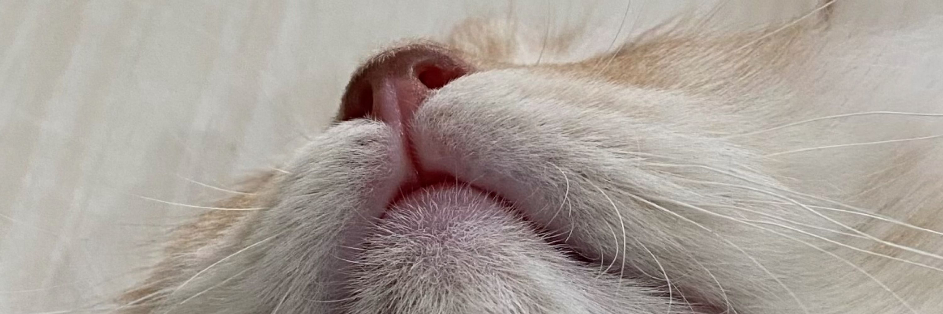 しょろ
