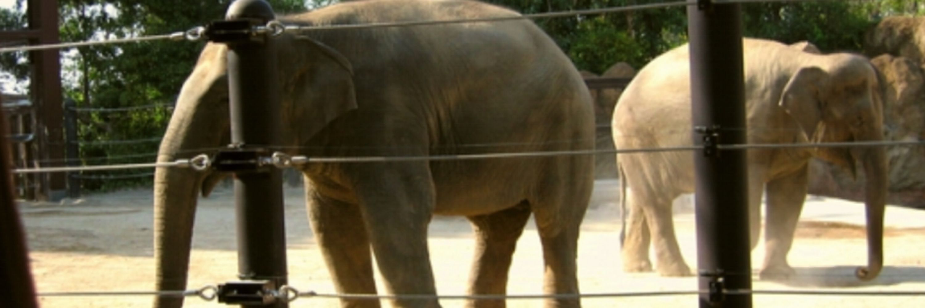 だりあ🐘
