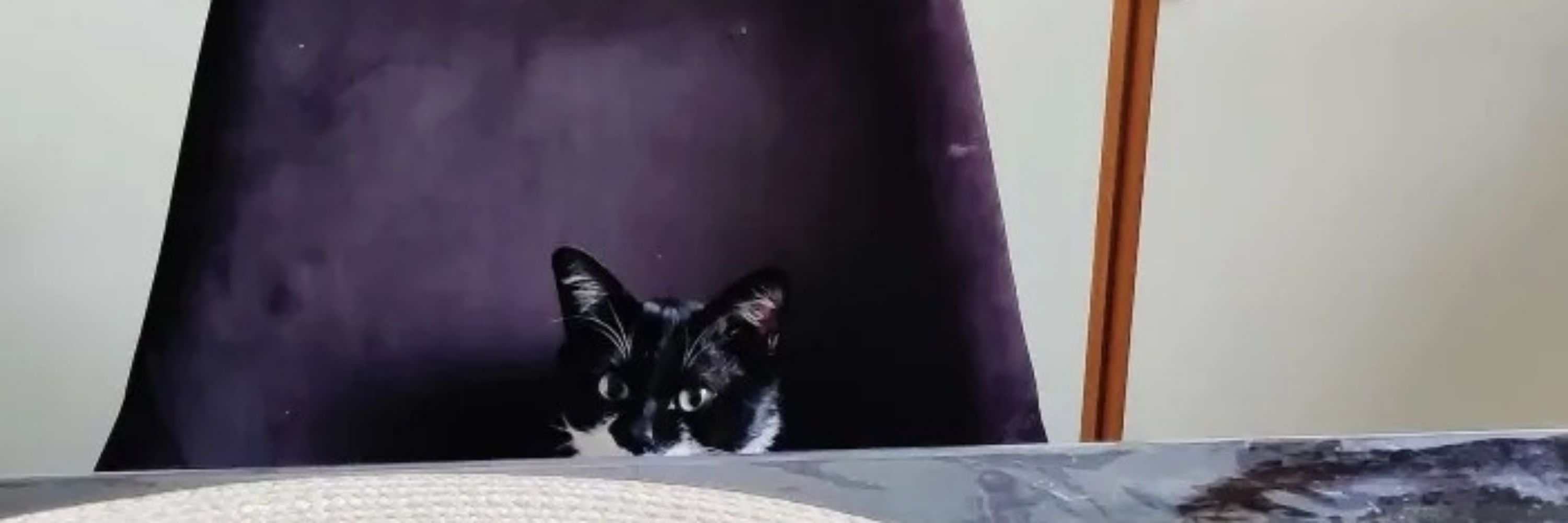 Findus the Ninja Floof