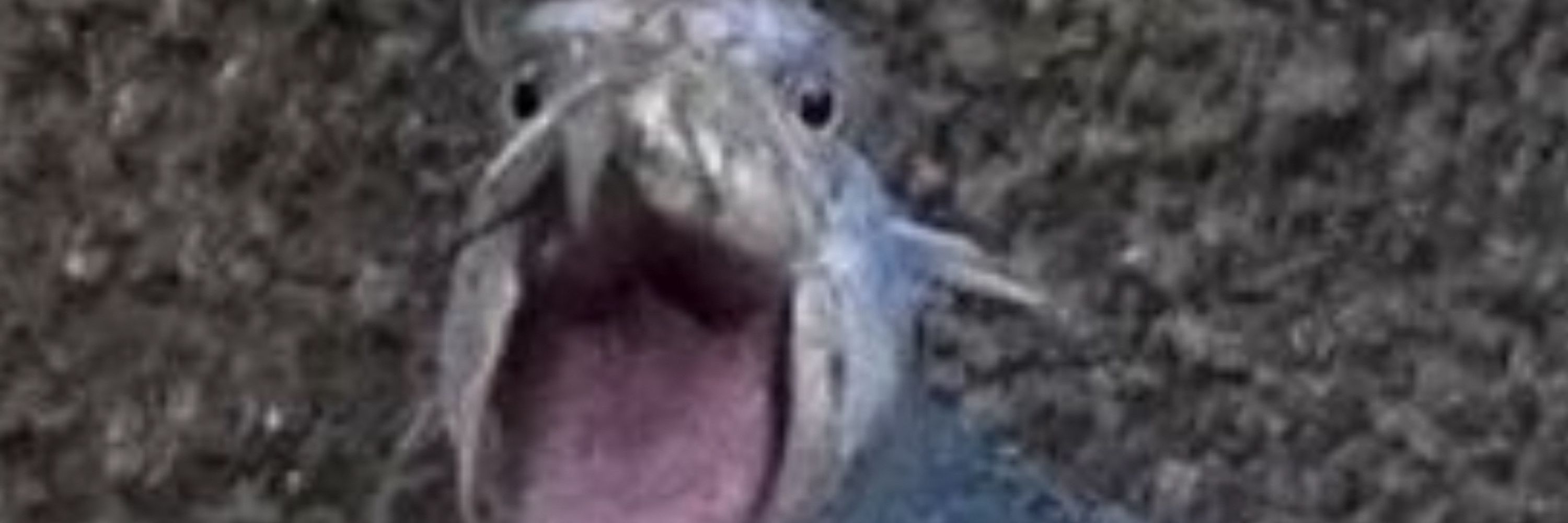 winki64