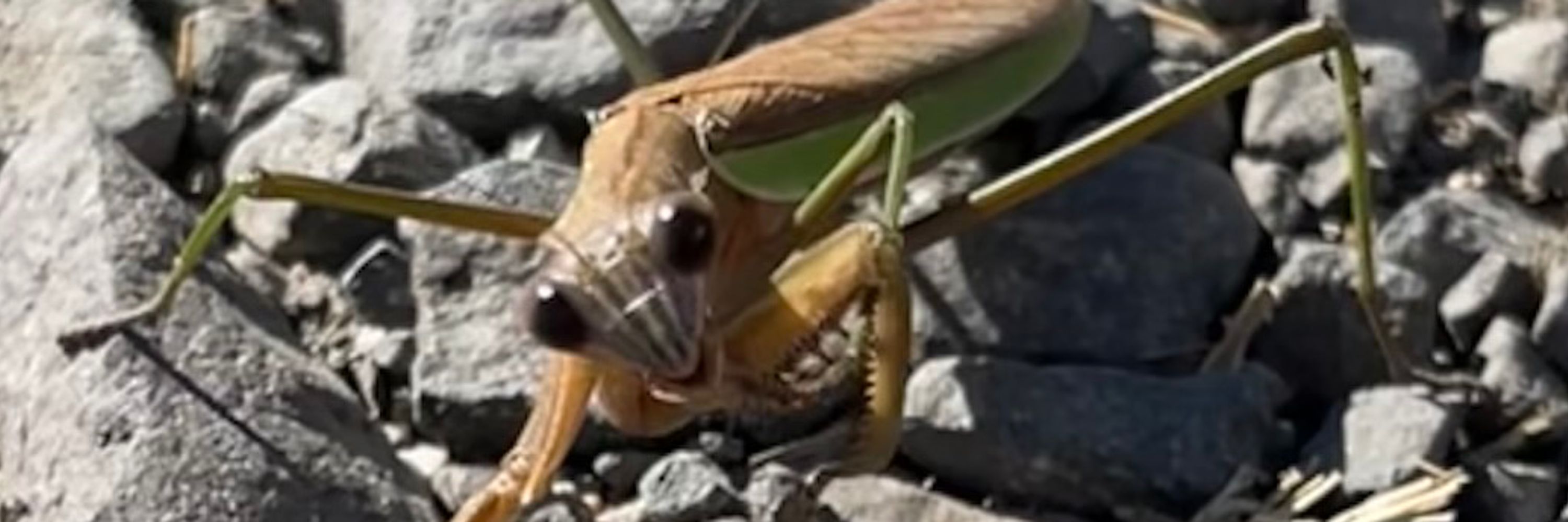 praying mantis