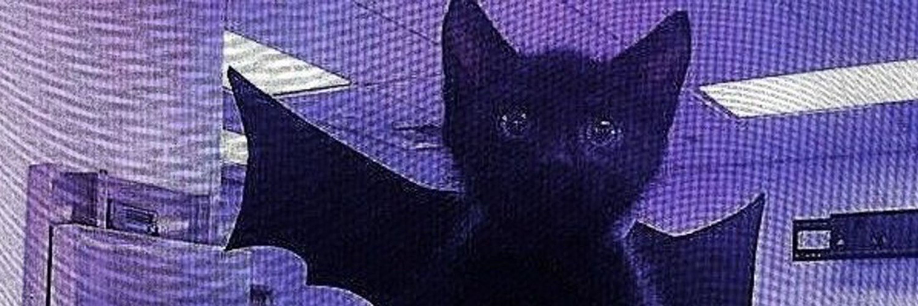 •𝕭𝖑𝖆𝖈𝖐𝐕𝖊𝖓𝖚𝖘•
